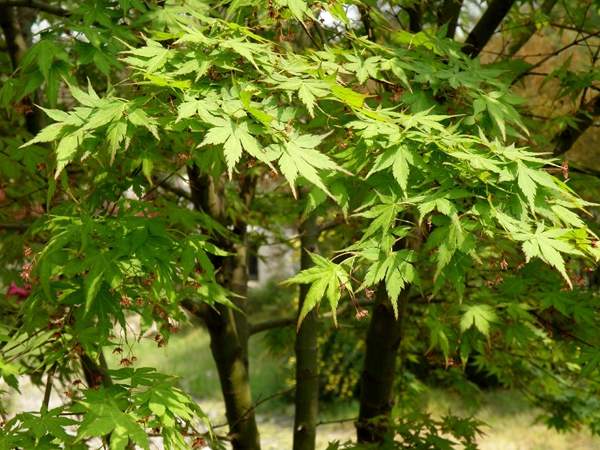 優(yōu)質(zhì)青楓樹 優(yōu)質(zhì)青楓樹