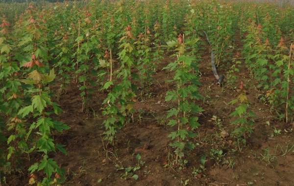 優(yōu)質(zhì)青楓樹 優(yōu)質(zhì)青楓樹