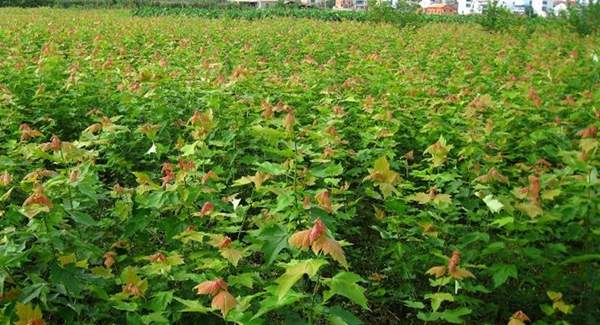 優(yōu)質(zhì)青楓樹 優(yōu)質(zhì)青楓樹