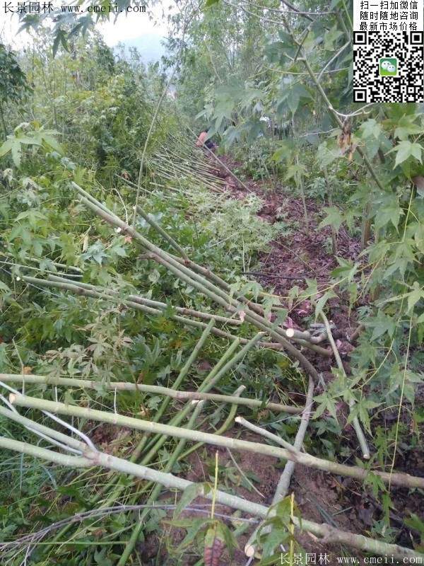 優(yōu)質(zhì)青楓樹 優(yōu)質(zhì)青楓樹