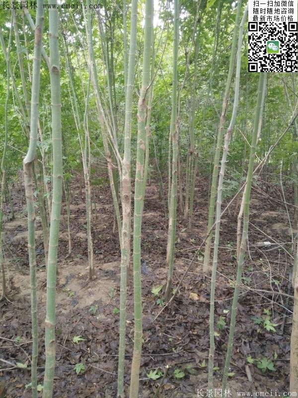 優(yōu)質(zhì)青楓樹 優(yōu)質(zhì)青楓樹