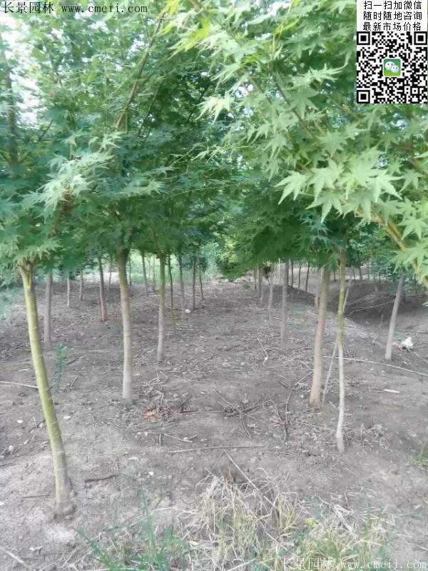 優(yōu)質(zhì)青楓樹 優(yōu)質(zhì)青楓樹