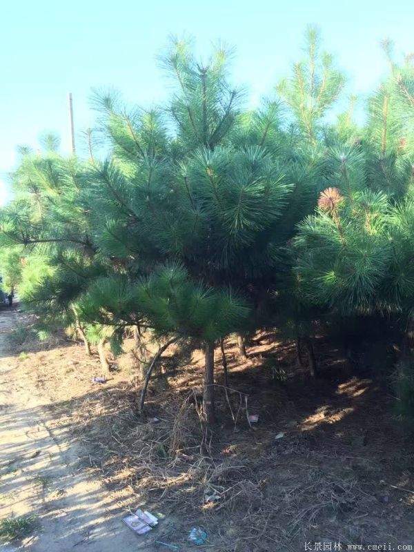 2016沭陽黑松樹的規格
