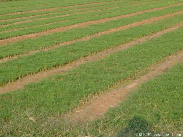 黑松小苗 黑松小苗