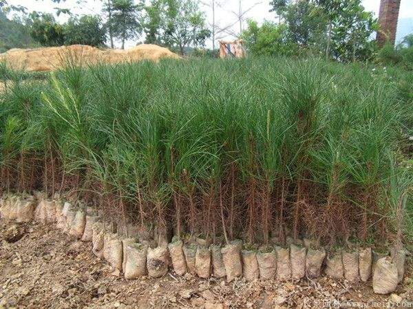 黑松小苗 黑松小苗