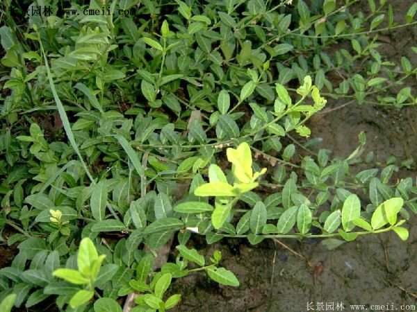 沭陽扶芳藤 沭陽扶芳藤