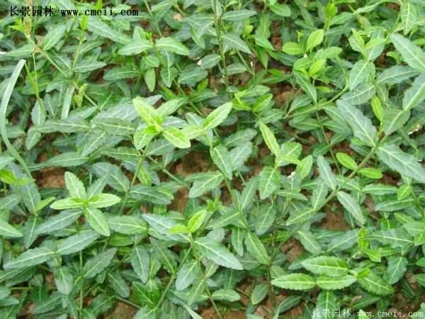 沭陽扶芳藤 沭陽扶芳藤