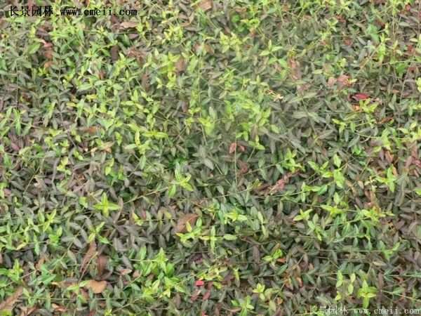 沭陽扶芳藤種植基地 沭陽扶芳藤種植基地