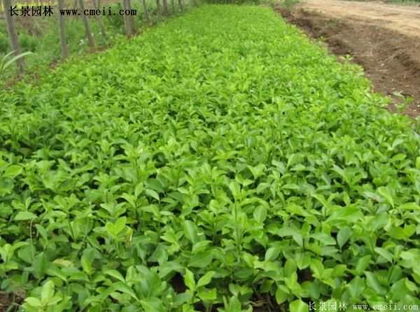 沭陽速生扶芳藤