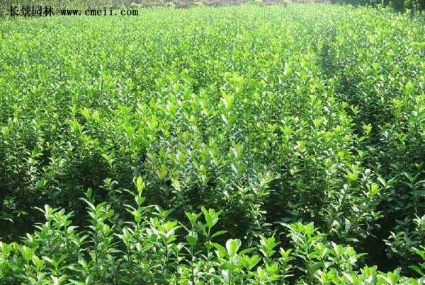 扶芳藤基地 扶芳藤基地