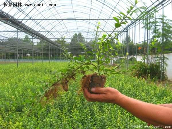 精品扶芳藤 精品扶芳藤