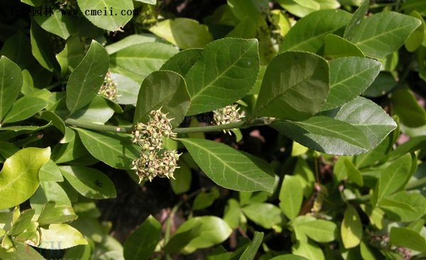 大葉扶芳藤 大葉扶芳藤