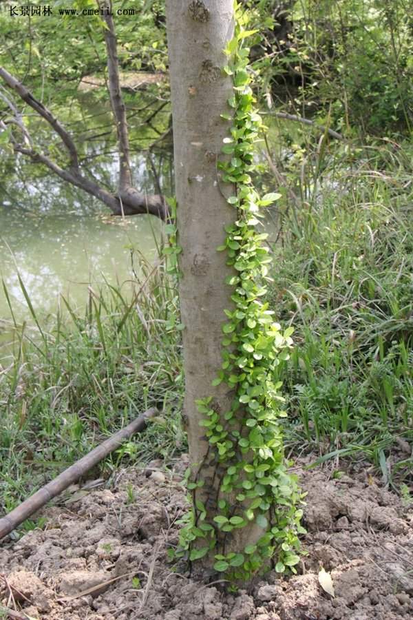 小葉扶芳藤 小葉扶芳藤