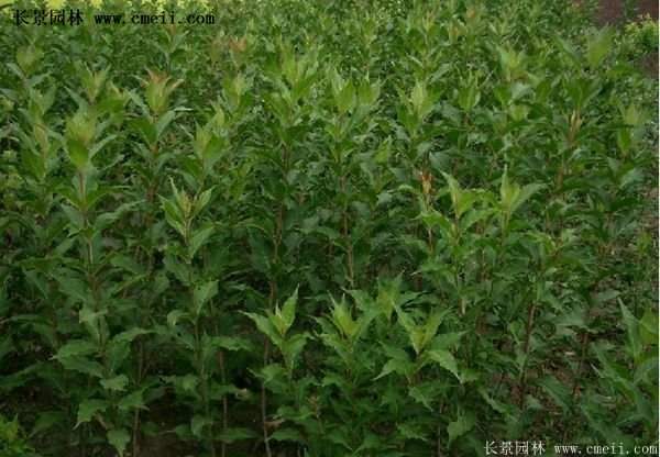 紅王子錦帶價格 紅王子錦帶價格