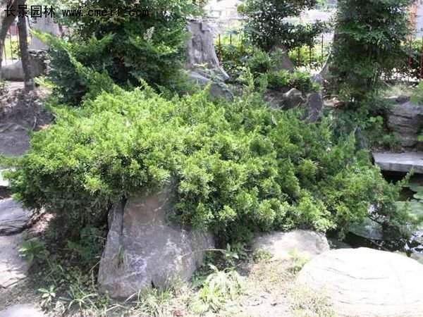 沭陽(yáng)地柏苗