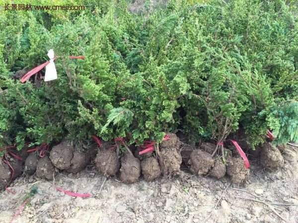 地柏的種植 地柏的種植