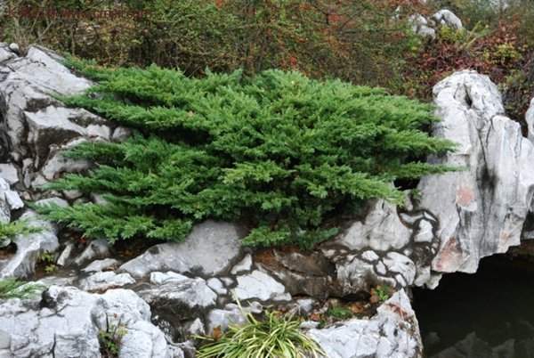 地柏的種植 地柏的種植