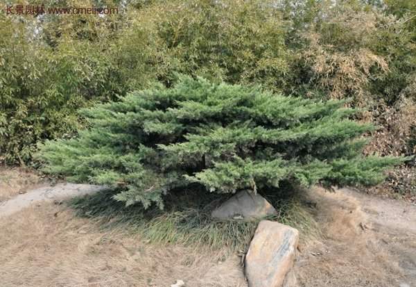 地柏的種植 地柏的種植