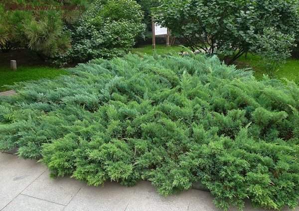 沭陽(yáng)沙地柏 沭陽(yáng)沙地柏