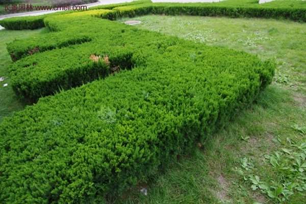 沭陽(yáng)沙地柏 沭陽(yáng)沙地柏