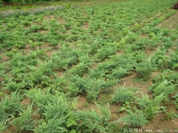 沭陽(yáng)沙地柏 沭陽(yáng)沙地柏