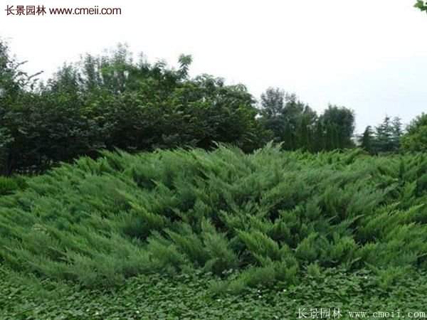 沭陽(yáng)沙地柏 沭陽(yáng)沙地柏