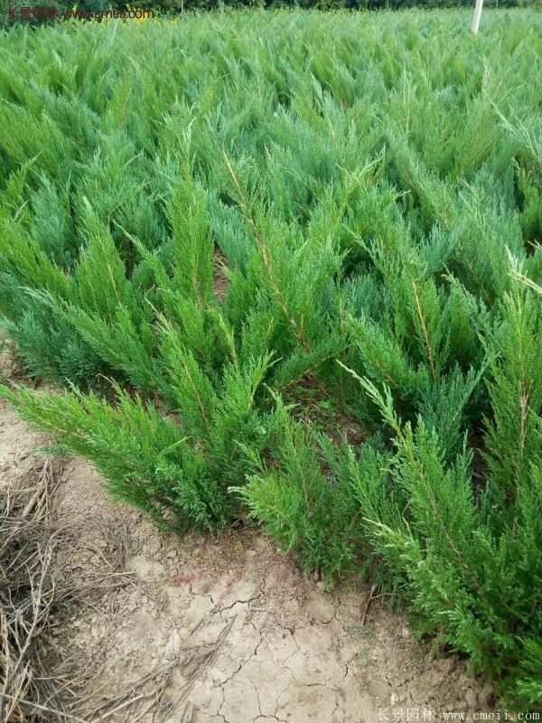 沭陽(yáng)沙地柏 沭陽(yáng)沙地柏