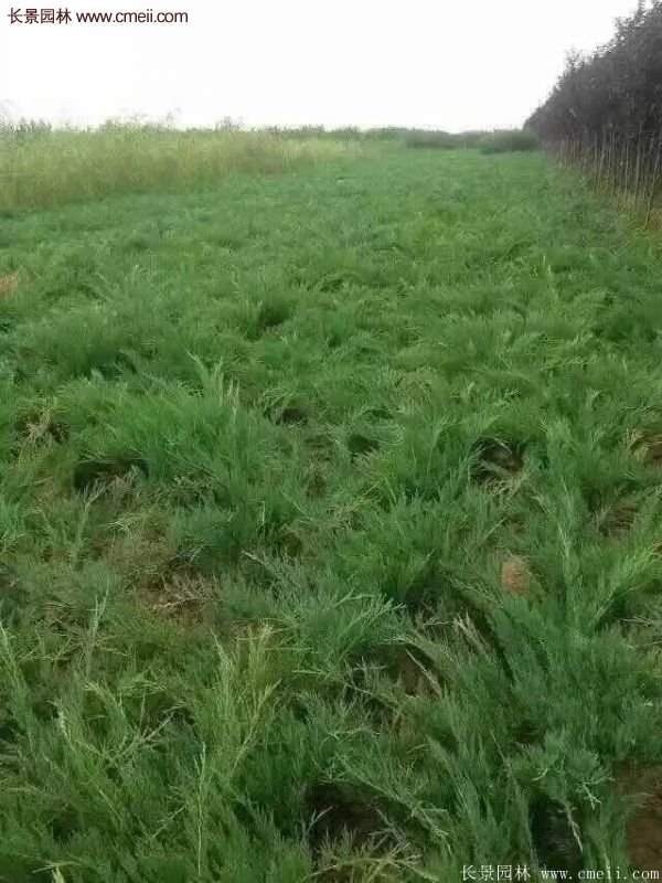 沭陽(yáng)沙地柏 沭陽(yáng)沙地柏