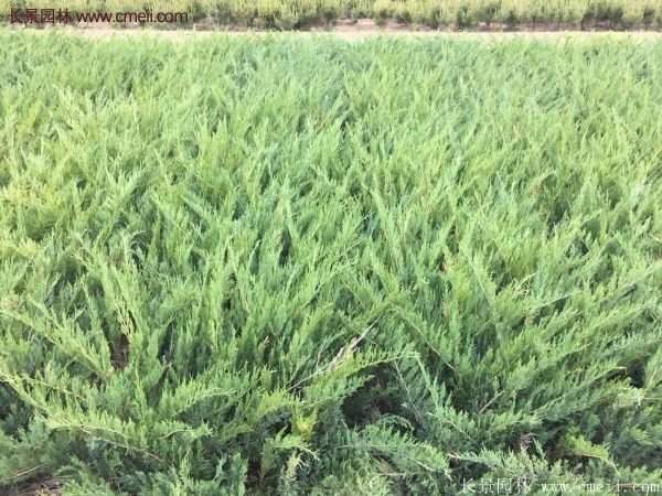 沭陽(yáng)沙地柏 沭陽(yáng)沙地柏