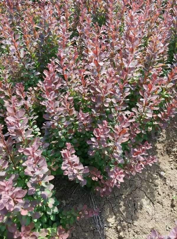 沭陽基地的紅葉小檗苗、紅葉小檗球