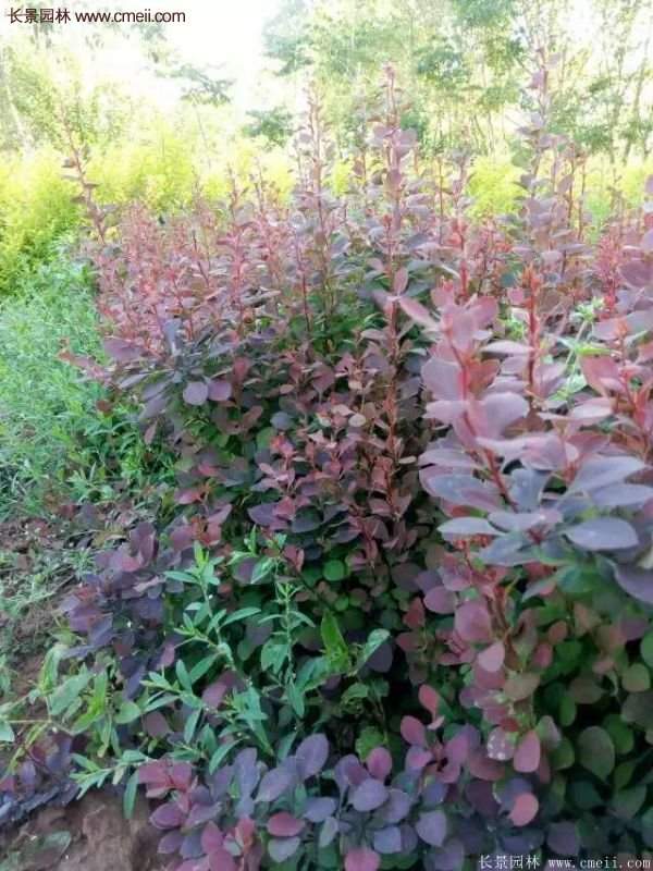 沭陽紅葉小檗基地 沭陽紅葉小檗基地