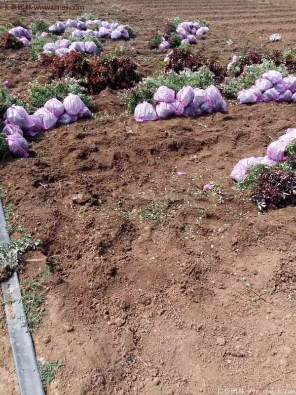 沭陽紅葉小檗苗 沭陽紅葉小檗苗