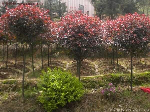 沭陽(yáng)長(zhǎng)景園林基地的紅葉石楠 沭陽(yáng)長(zhǎng)景園林基地的紅葉石楠