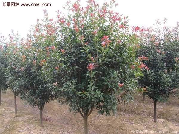 沭陽(yáng)長(zhǎng)景園林基地的紅葉石楠 沭陽(yáng)長(zhǎng)景園林基地的紅葉石楠