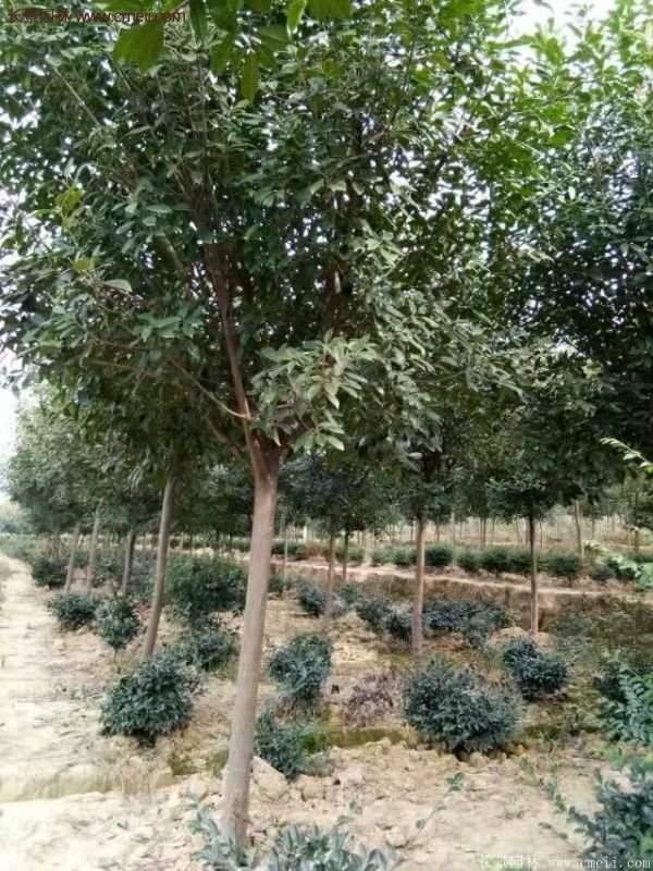 沭陽(yáng)長(zhǎng)景園林基地的紅葉石楠 沭陽(yáng)長(zhǎng)景園林基地的紅葉石楠