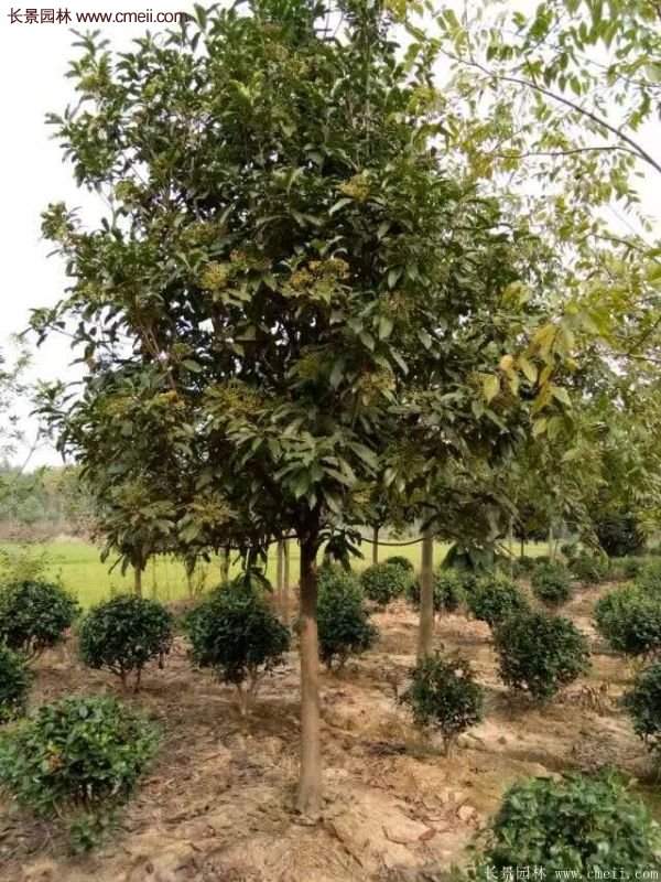 沭陽(yáng)長(zhǎng)景園林基地的紅葉石楠 沭陽(yáng)長(zhǎng)景園林基地的紅葉石楠