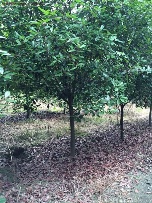 沭陽(yáng)長(zhǎng)景園林基地的紅葉石楠 沭陽(yáng)長(zhǎng)景園林基地的紅葉石楠