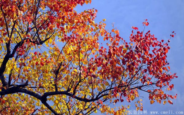 紅烏桕圖片紅烏桕基地實(shí)拍