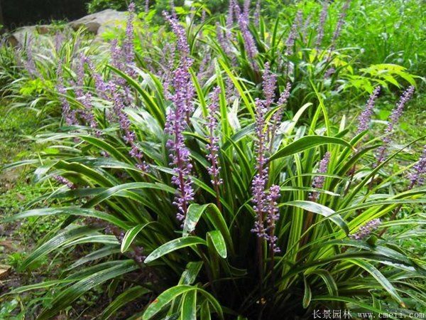 金邊麥冬圖片 金邊麥冬圖片