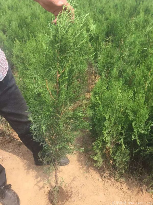 扁柏圖片基地實拍