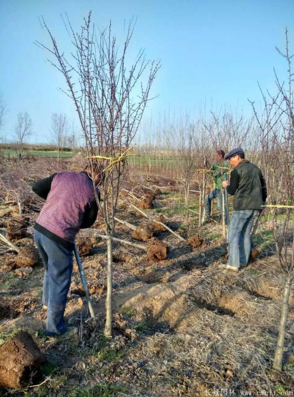 美人梅圖片基地實拍
