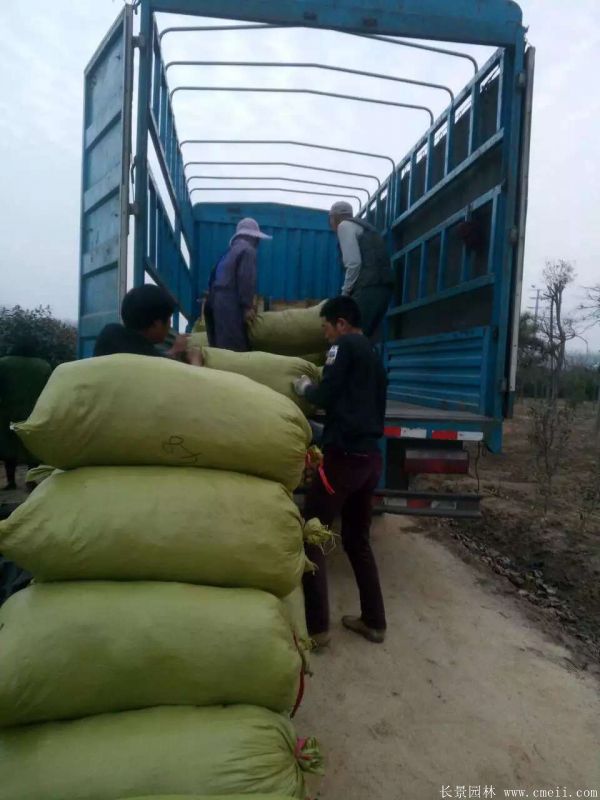 佛甲草基地實拍圖片 佛甲草基地實拍圖片