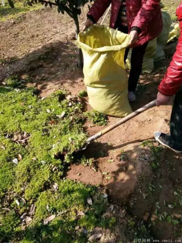 佛甲草基地實拍圖片 佛甲草基地實拍圖片