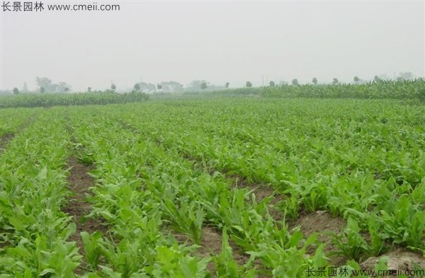 魯梅克斯種子發芽出苗圖片