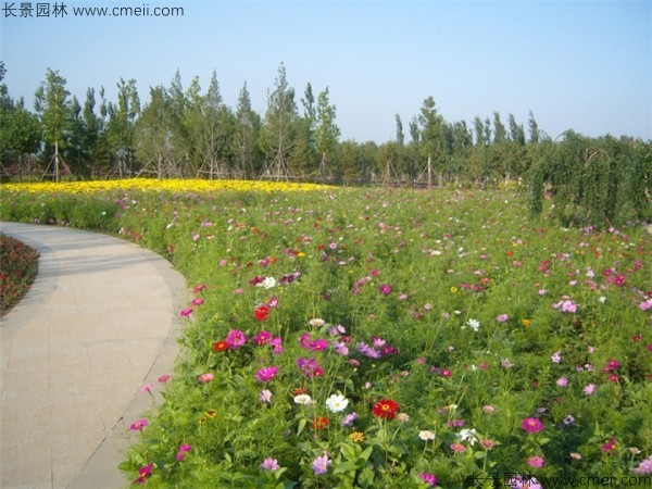 野花組合開花圖片