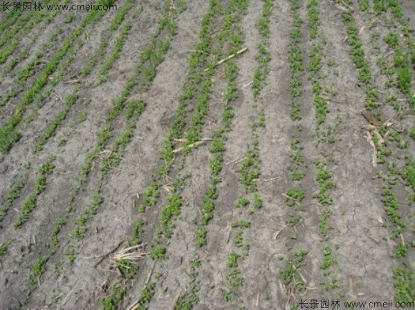 黃金亞麻種子發芽出苗開花圖片