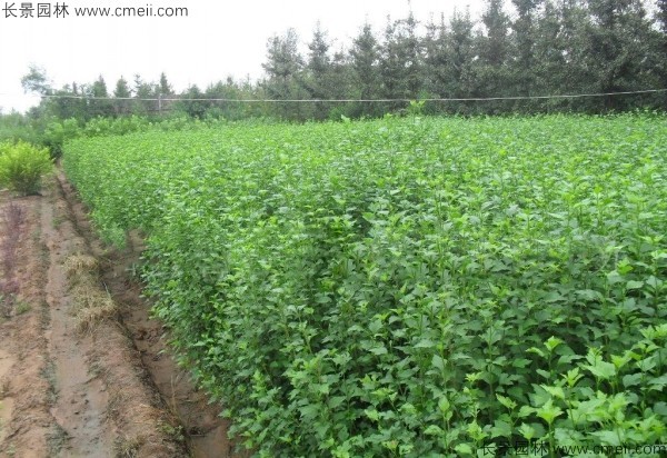 木槿種子發(fā)芽出苗開(kāi)花圖片