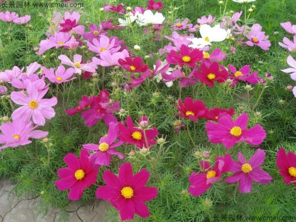 格?；?/></a><br/></td></tr><tr><td>
					名稱【<a href=