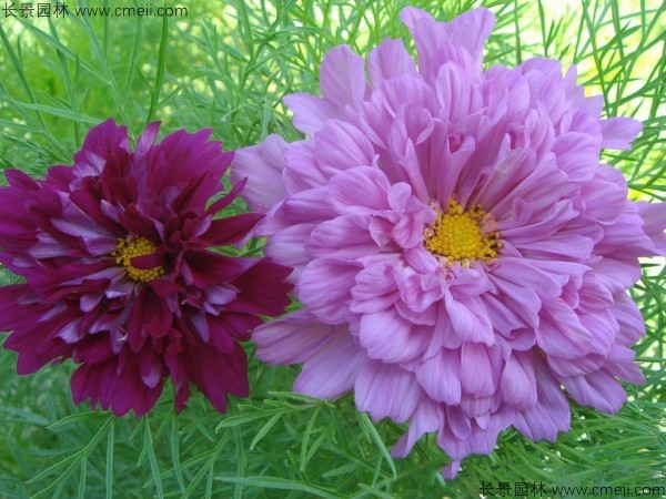 格?；ǚN子發芽出苗開花圖片