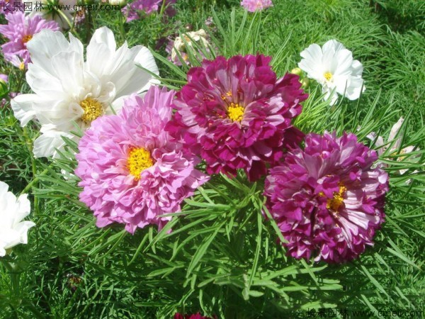 格?；ǚN子發芽出苗開花圖片